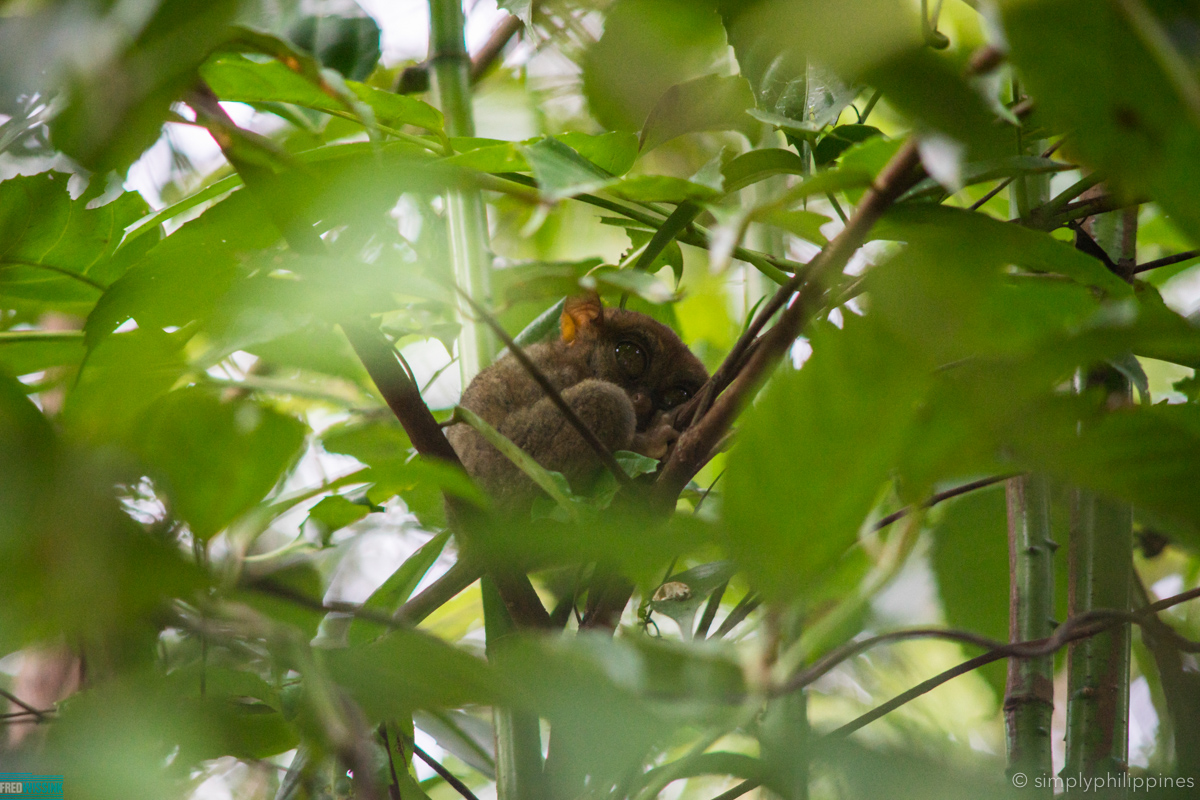 tarsier bohol