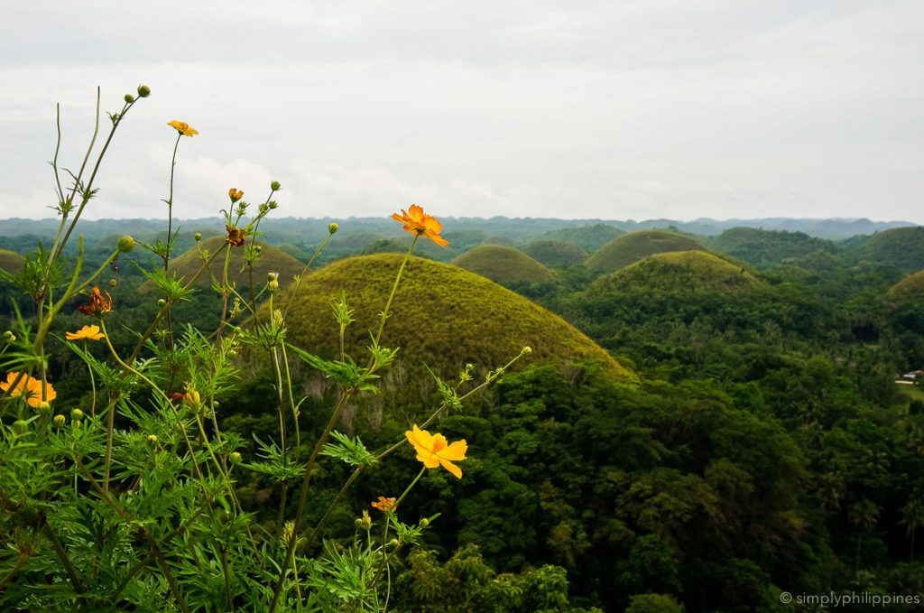 chocolate hills bohol