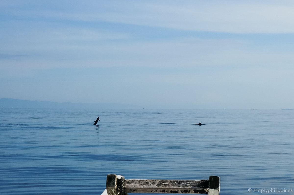 dolphin-watching-bohol