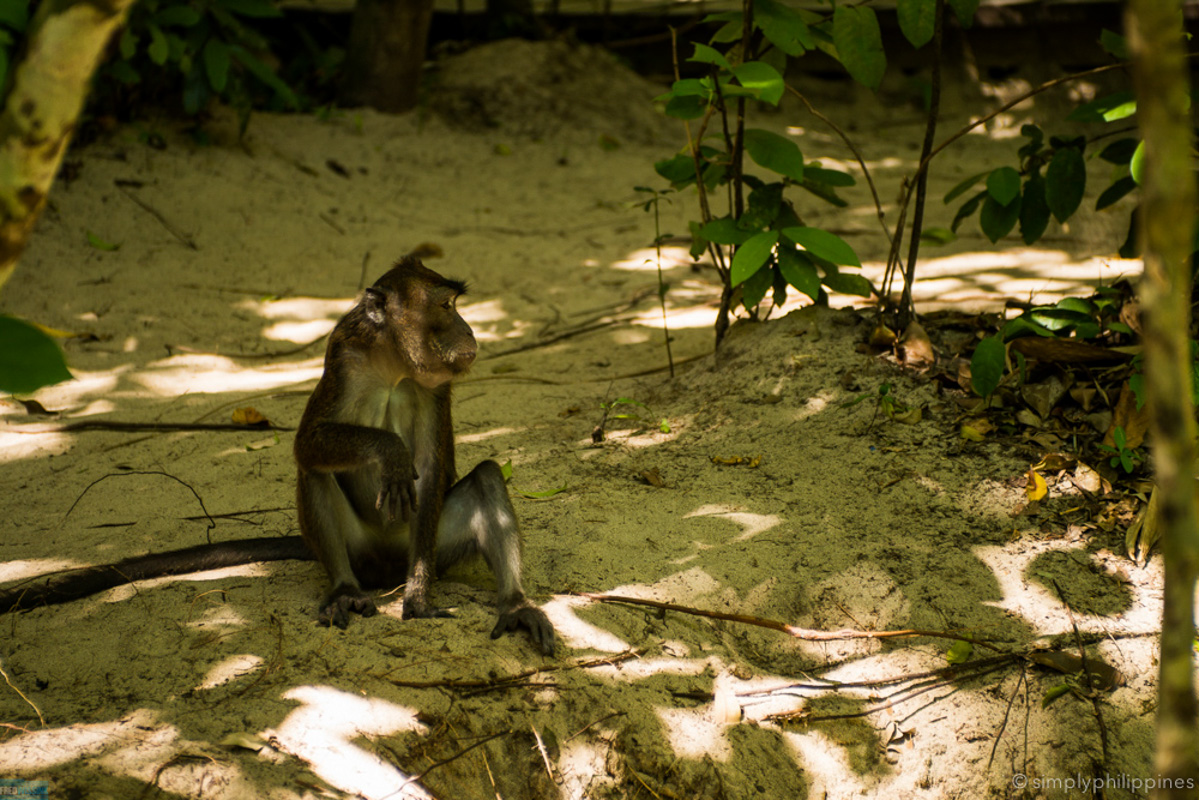 Watch out for monkeys while you wait for your tour. They can be feisty.