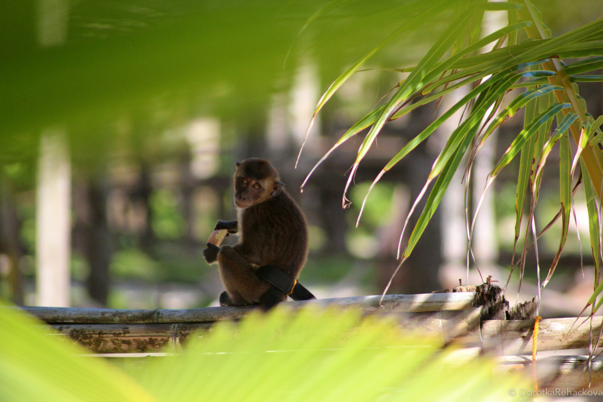 siargao-dorotka-8