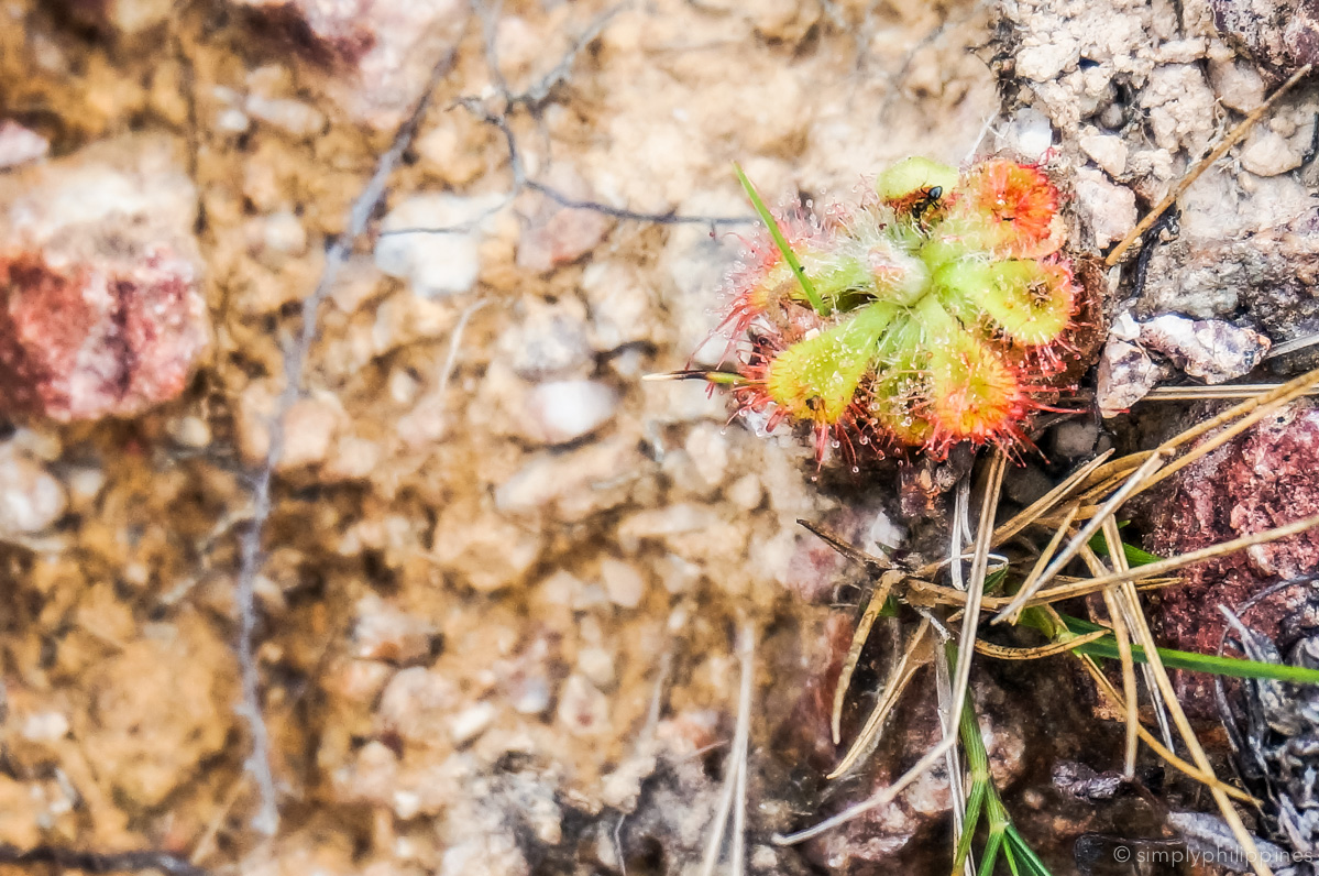 A hardy little flower that scientists come to Mararison to study.