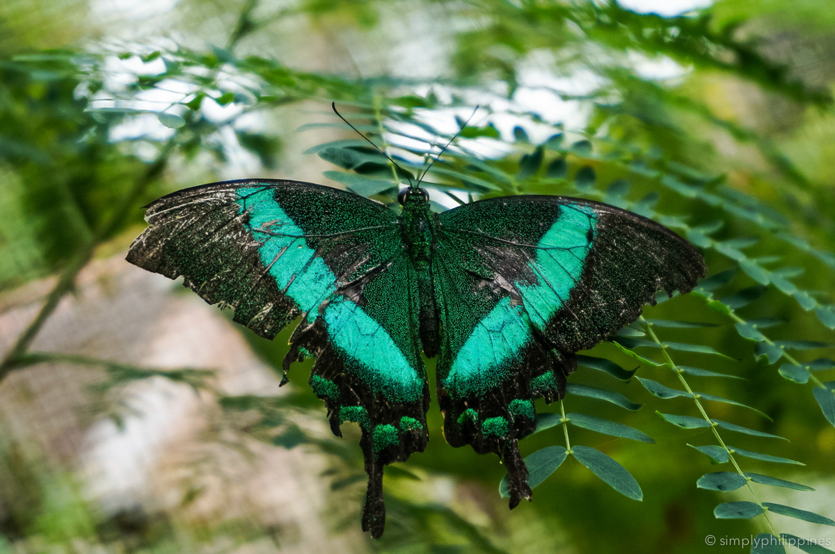 bohol-simply-philippines-221